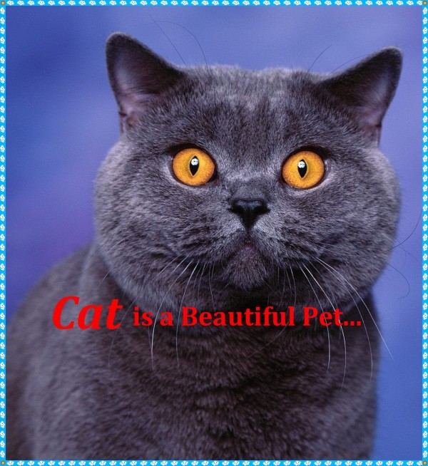 Beautiful Pet