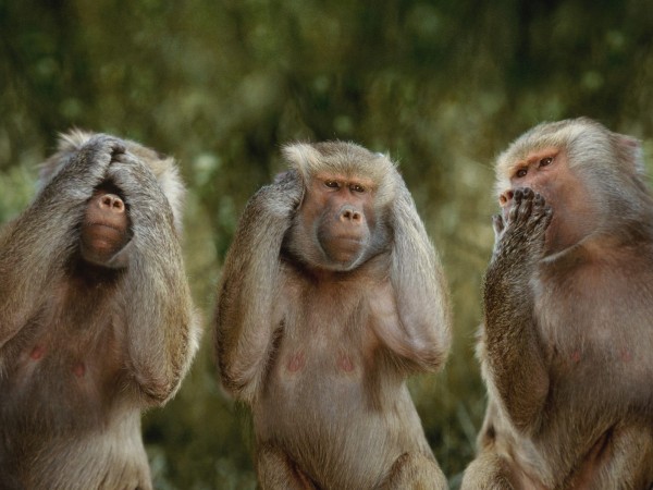 Three Monkeys