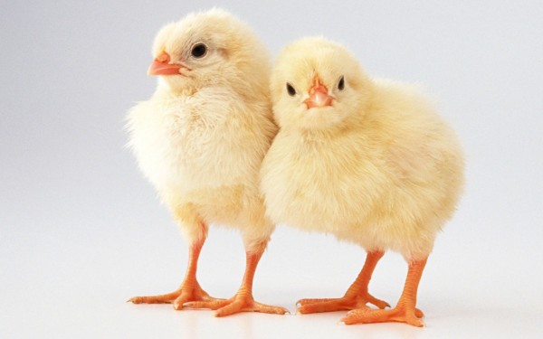 Cute Chicks