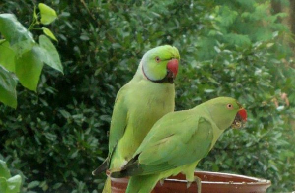 Parrots