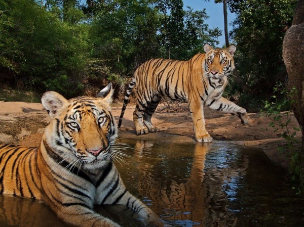 Tigers