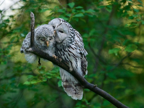 Owls Couple