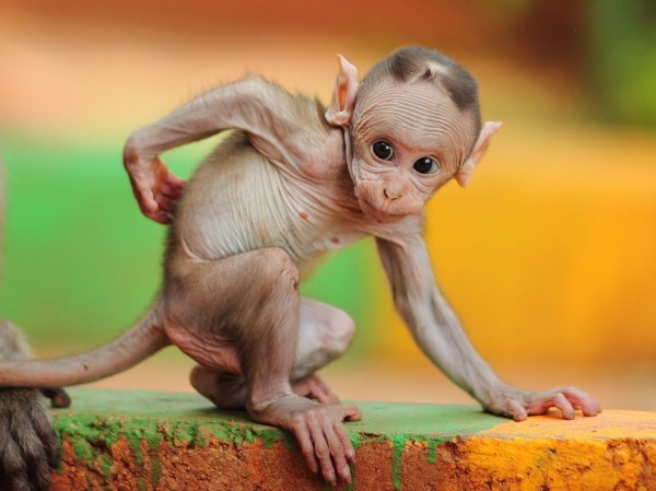 Baby Monkey