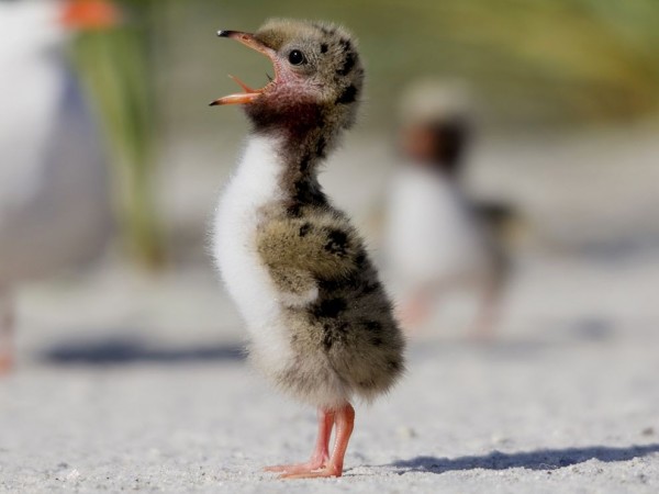 Cute Chick