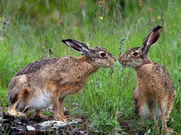 Two Bunnies