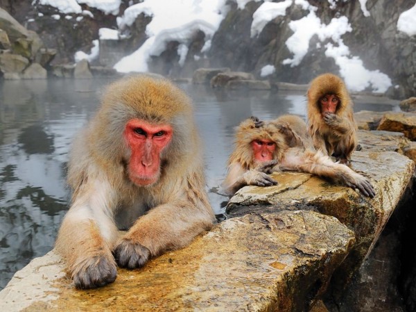Monkeys In Water