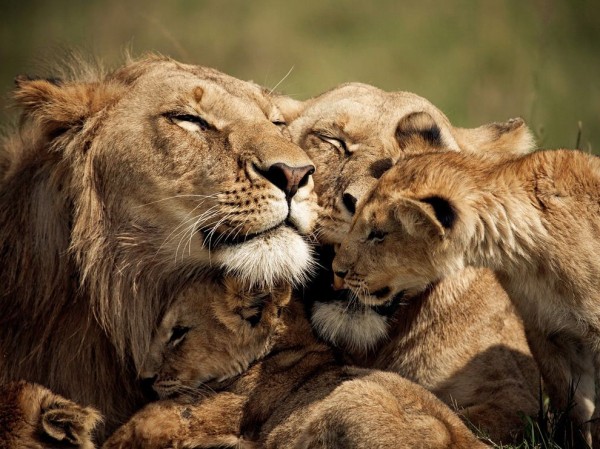 Lions and Cub