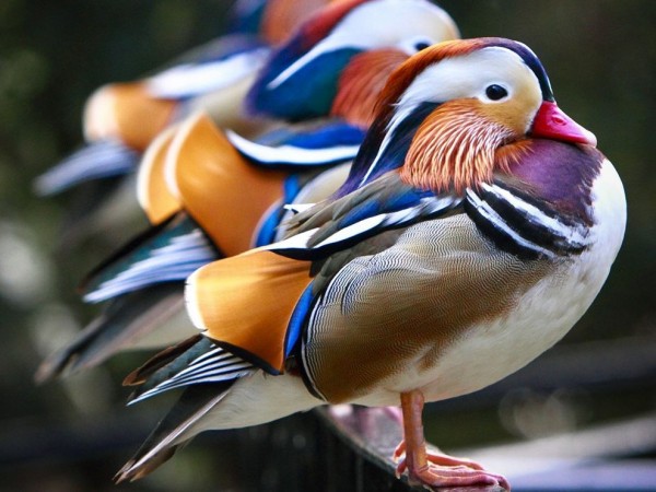 Colorful Ducks