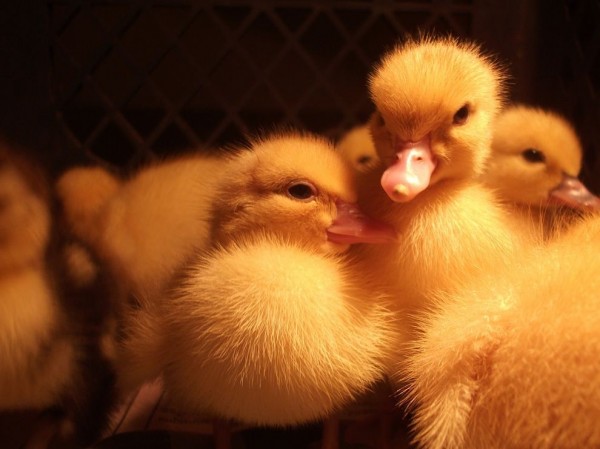 Duck Chicks