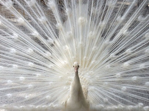 White Peacock