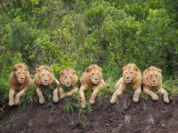 Lions