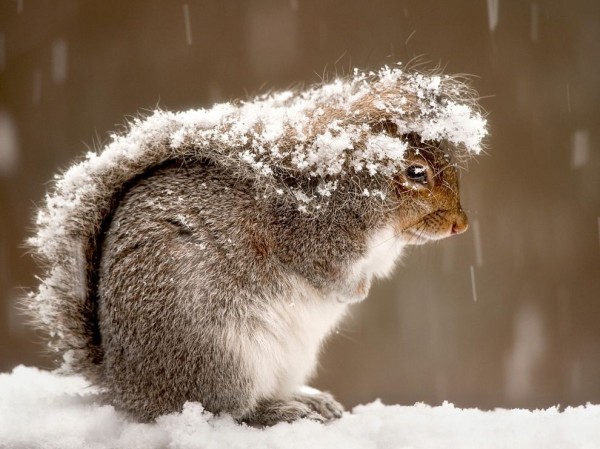 Squirrel On Snow