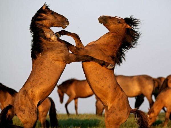 Horses