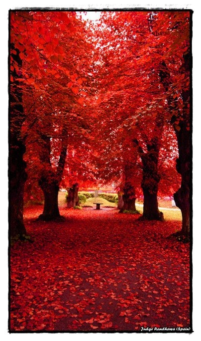 Red Leaves - DesiComments.com