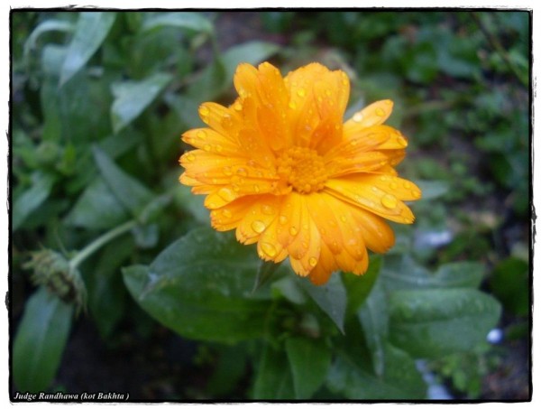 Yellow Flower