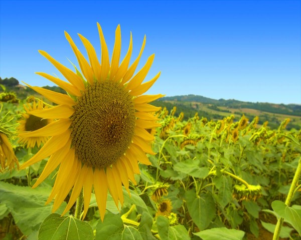 Sunflowers