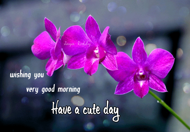 Good Morning And Have A Cute Day - DesiComments.com