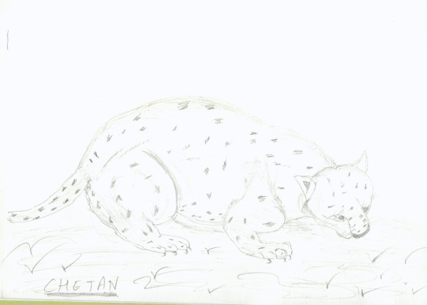 Sketch Of A Leopard