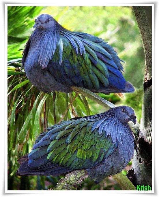 Birds