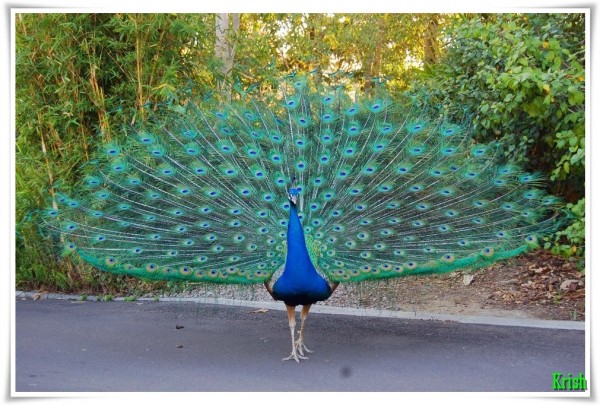 Peacock