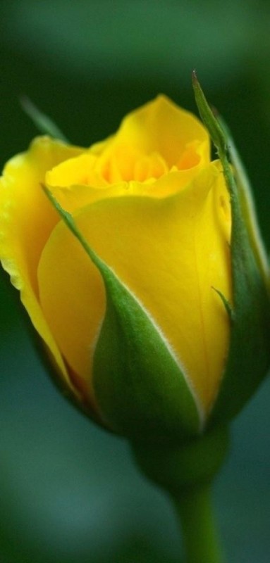 Yellow Rose