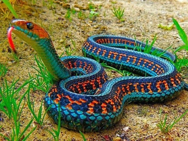 Colorful Snake