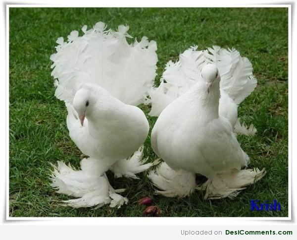 Cute Birds