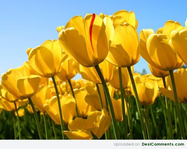 Yellow Tulip Flowers