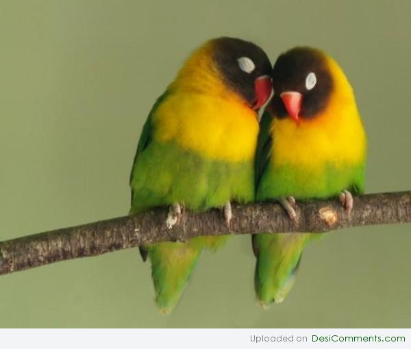 Love Birds