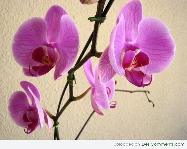 Orchid Flowers