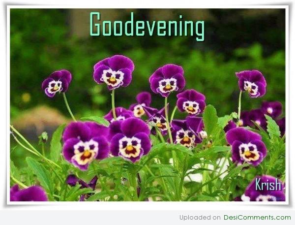Good evening