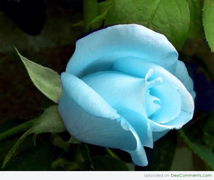 Blue rose - DesiComments.com