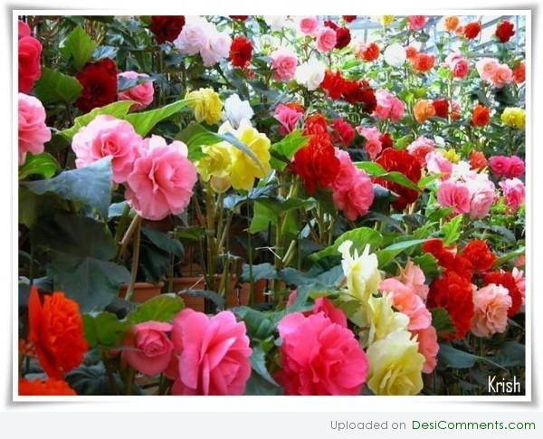 Colorful roses