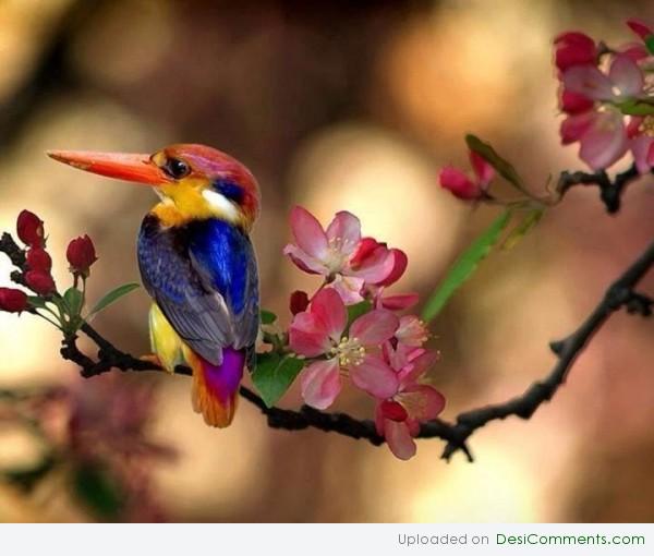 Colorful Bird