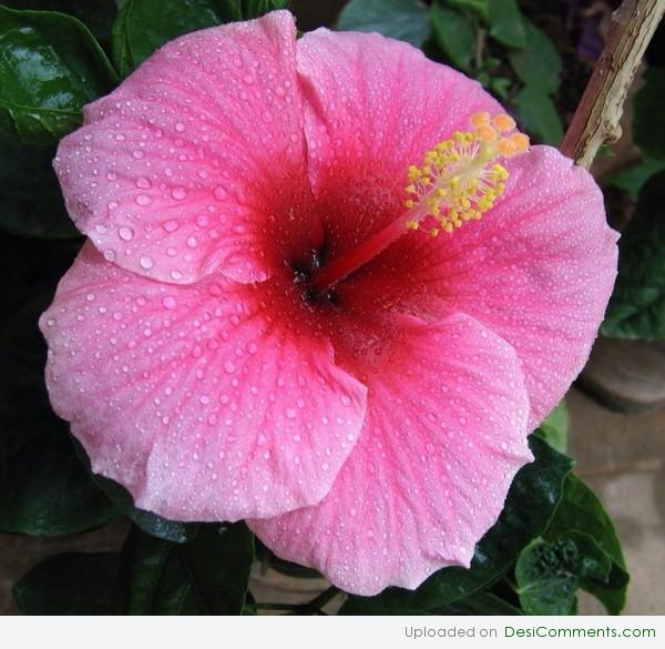 Hibiscus