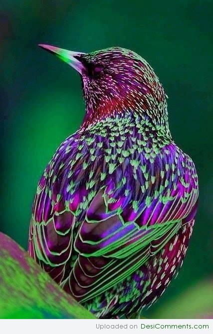 Awesome Bird