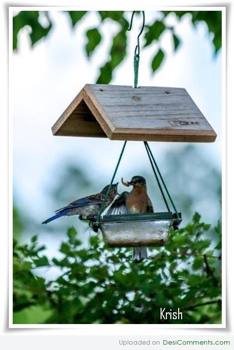 Birds