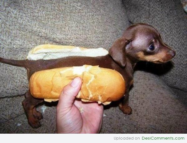 Hot Dog