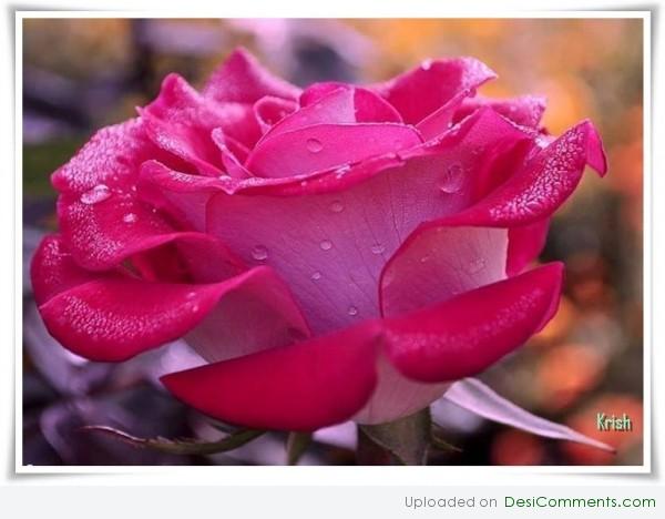 Beautiful rose