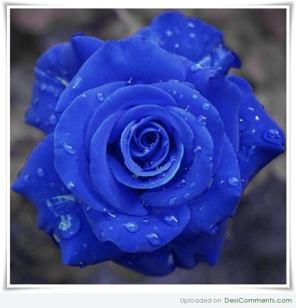 Blue rose