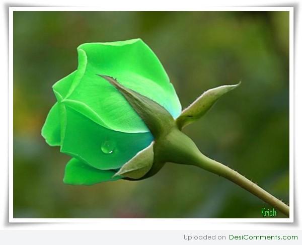 Green rose