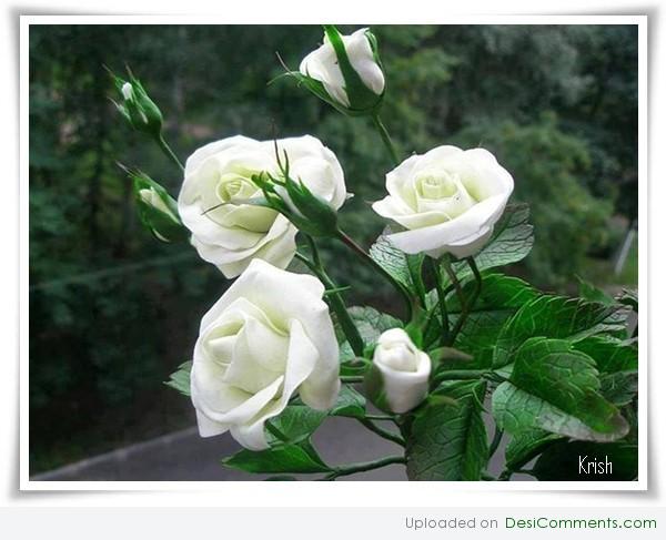 White roses