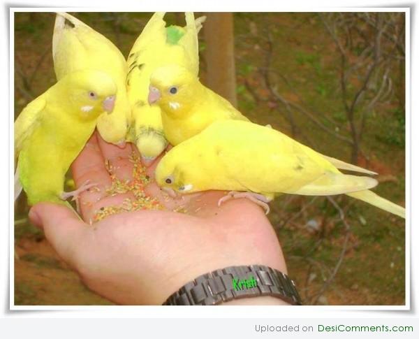 Yellow parrots 
