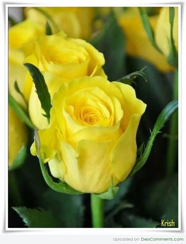 Yellow roses