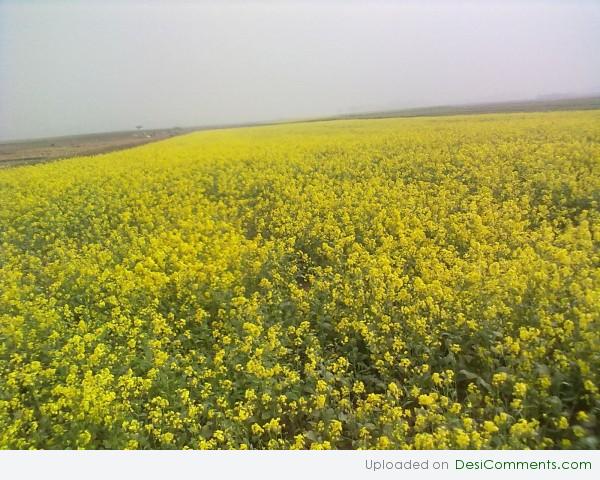 Flowers of punjab