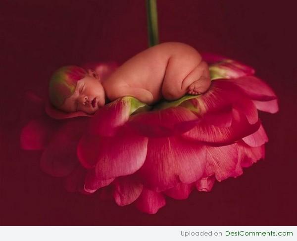 New Born Baby Rose