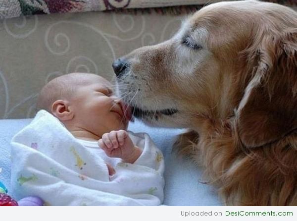 Dog kissing Baby