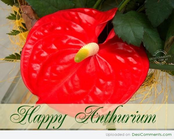 Happy Anthurium