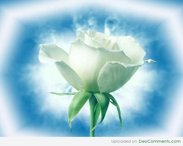 White rose