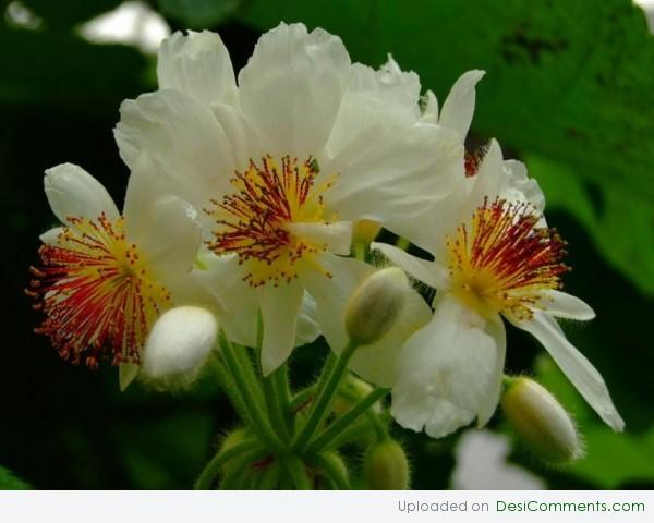 Flowers